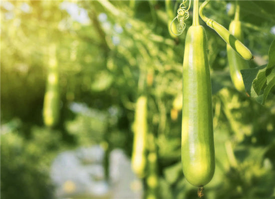 luffa plant